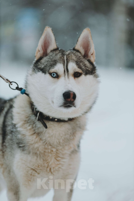 Собаки в Санкт-Петербурге: Красавец хаски Форест из приюта Мальчик, Бесплатно - фото 1