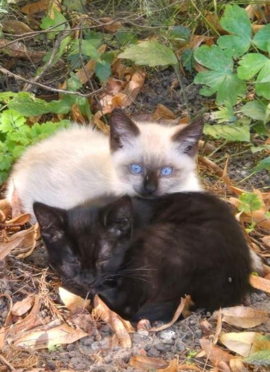 Кошки в Калуге: Котенок Мальчик, Бесплатно - фото 1