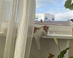 Кошки в Москве: Котёнок в добрые руки Мальчик, Бесплатно - фото 3