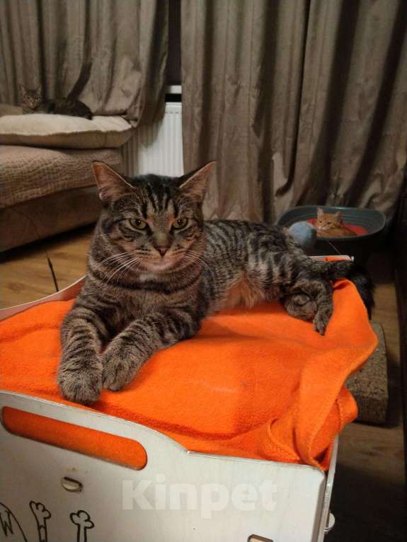 Кошки в Санкт-Петербурге: Котик Веня в добрые руки Мальчик, Бесплатно - фото 6