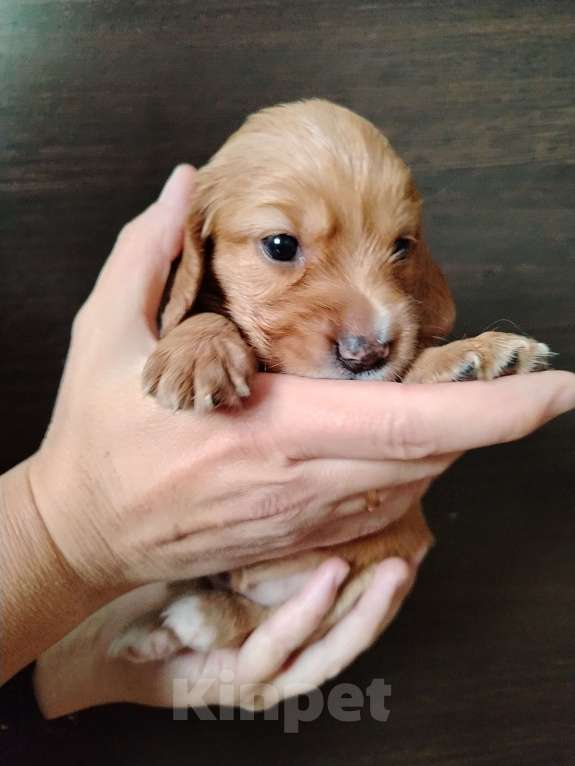 Собаки в Димитровграде: Девочка Девочка, 25 000 руб. - фото 4