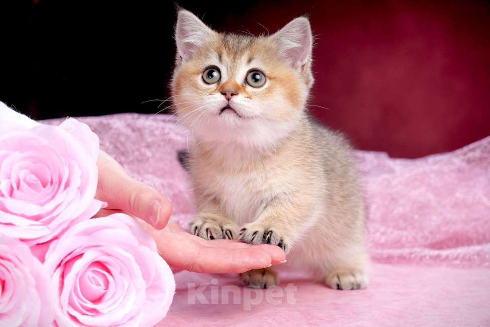 Кошки в Ижевске: Девочка Манчкин Девочка, 100 000 руб. - фото 1