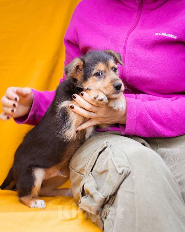 Собаки в Москве: Миниатюрный щенок, метис маленького терьера Мальчик, Бесплатно - фото 3