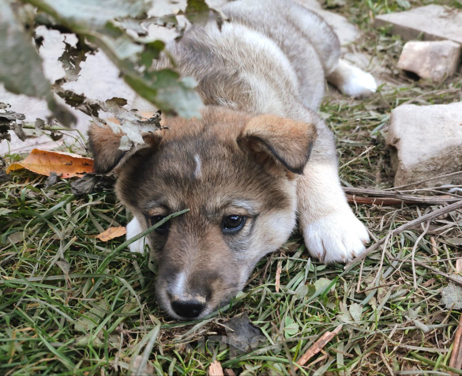 Собаки в Домодедово: Малышка Олива ищет семью  Девочка, Бесплатно - фото 1