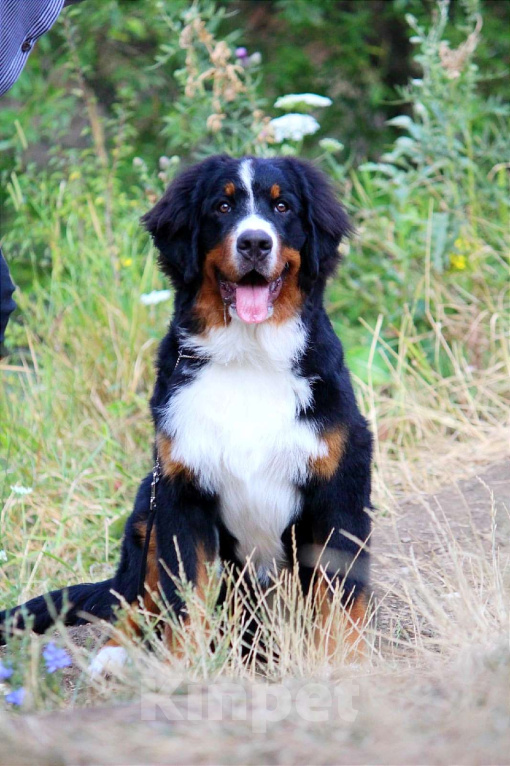 Собаки в Москве: Щенок Бернского зенненхунда Девочка, 200 000 руб. - фото 5