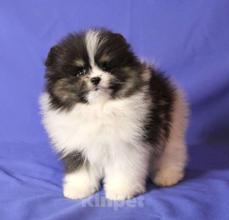 Собаки в Люберцах: Трехцветная девочкка Девочка, 50 000 руб. - фото 2