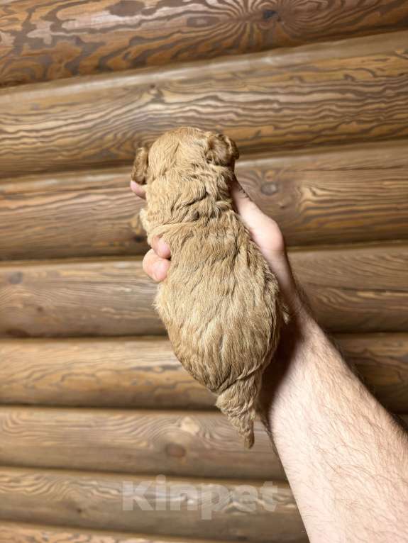 Собаки в Краснодаре: Той пудель щенок Девочка, 65 000 руб. - фото 6