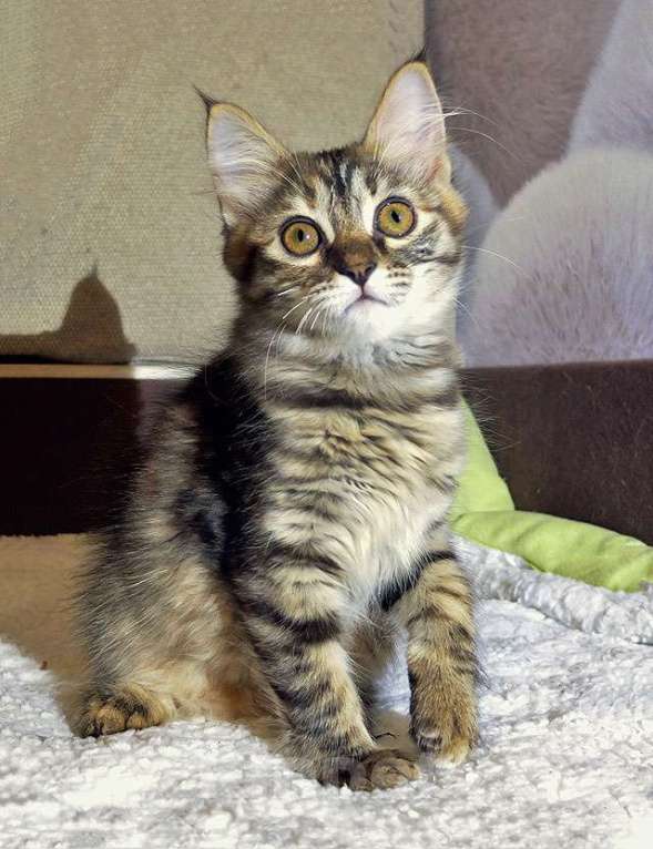 Кошки в Москве: Маленькая полосатая кото-рысь ищет дом Девочка, 10 руб. - фото 7
