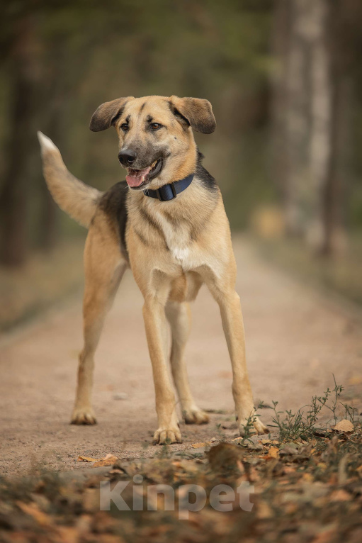 Собаки в Москве: Тотошка Мальчик, Бесплатно - фото 3