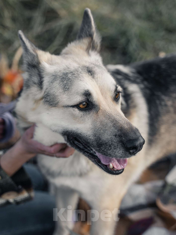 Собаки в Москве: Дрессированная овчарка в дар Девочка, Бесплатно - фото 2