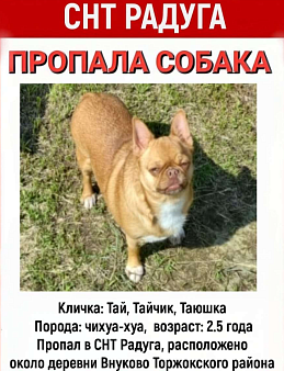 Объявление: Пропала собака, 50 000 руб., Торжок