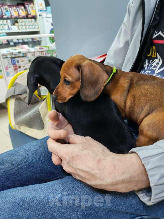 Собаки в других городах Самарской области: Щенок таксы Мальчик, 25 000 руб. - фото 2