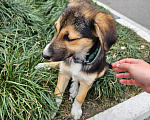 Собаки в Сочи: Аэра нашли работники Аэропорт Сочи в зоне вылета. Отправка в любой город Девочка, Бесплатно - фото 5
