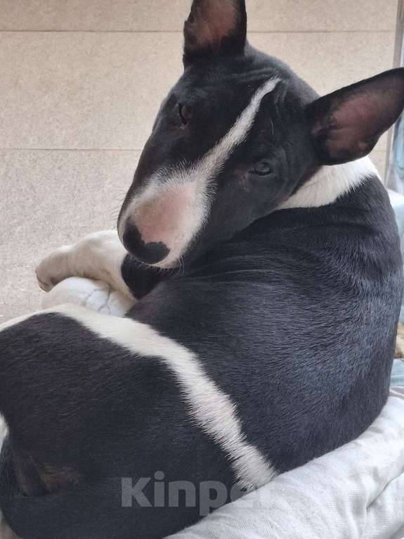 Собаки в Красноярске: Минибультерьер щенок девочка Девочка, 35 000 руб. - фото 3