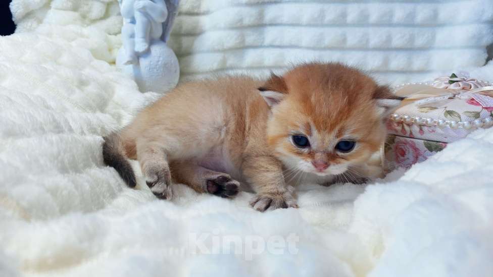 Кошки в Старом Осколе: Шотландский котик Мальчик, 15 000 руб. - фото 2