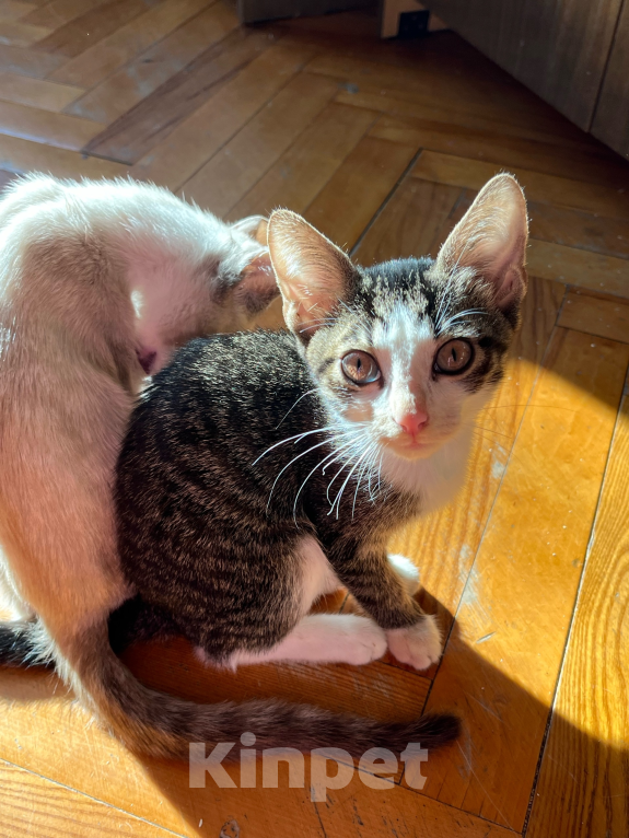 Кошки в Москве: котята в добрые руки  Мальчик, Бесплатно - фото 3