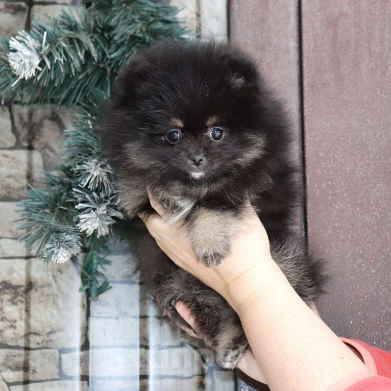 Собаки в Москве: самая ЯРКАЯ девочка шпица Девочка, 55 000 руб. - фото 6