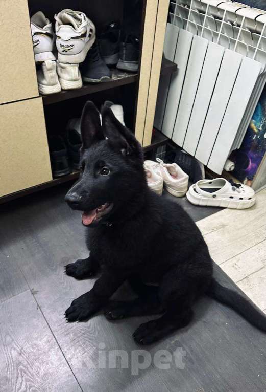 Собаки в Омске: Чёрный щенок немецкой овчарки  Мальчик, 25 000 руб. - фото 2