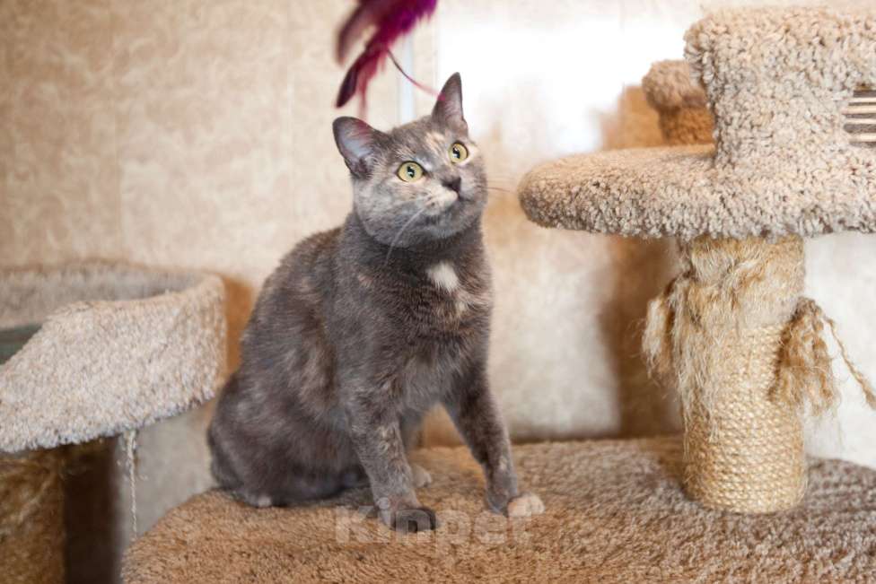 Кошки в Москве: Кошка голубо-кремового окраса в добрые руки  Девочка, Бесплатно - фото 9