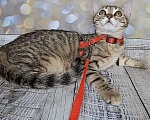 Кошки в Москве: Пятнисто/полосатый котёнок в добрые руки Девочка, Бесплатно - фото 3