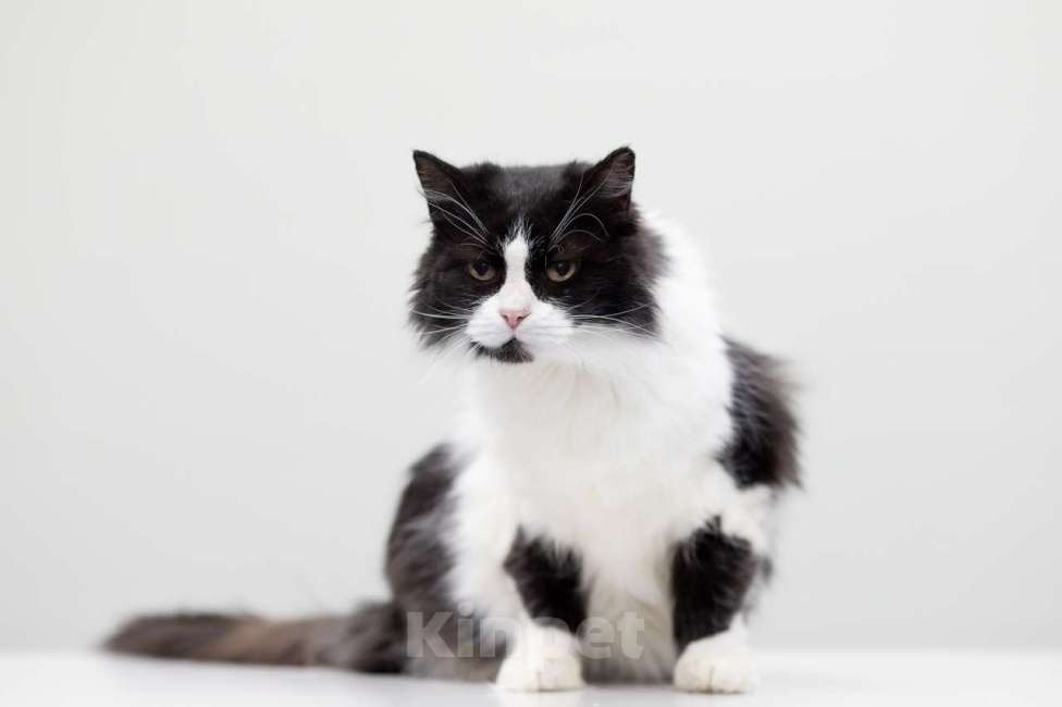 Кошки в Москве: кошка Буся в добрые руки Девочка, Бесплатно - фото 2