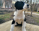 Собаки в Краснодаре: Щенки Алабая Девочка, 30 000 руб. - фото 3
