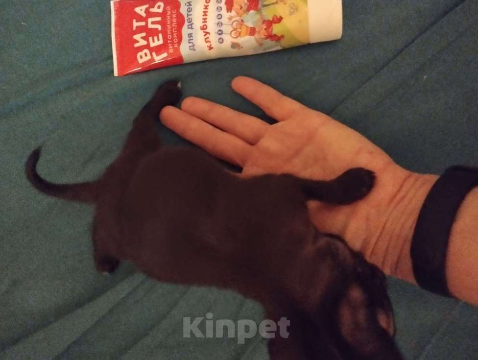 Собаки в Клине: Крошка на ладошку Девочка, Бесплатно - фото 2