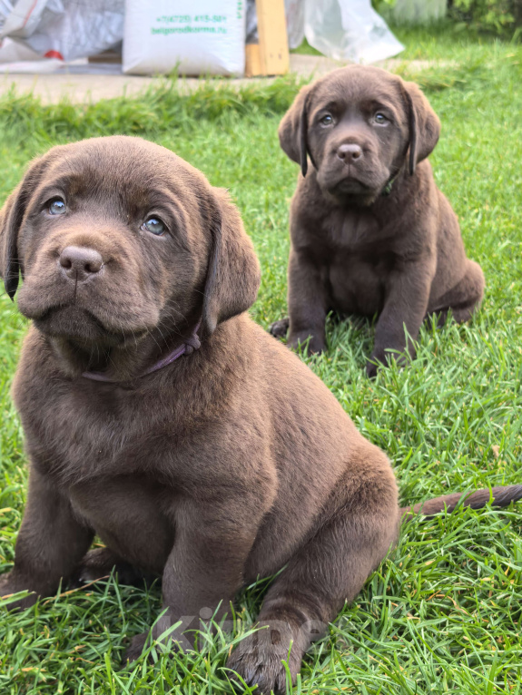 Собаки в других городах Московской области: Щенки Лабрадора Девочка, 80 000 руб. - фото 2