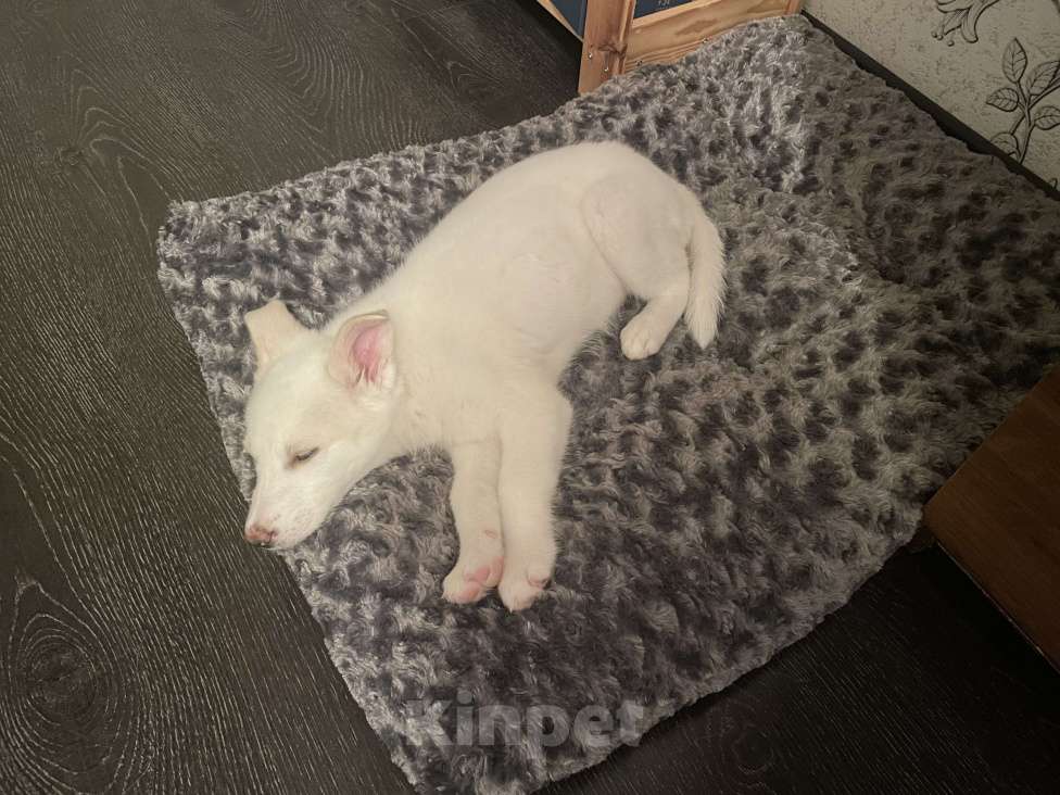 Собаки в Уфе: Щенок в добрые руки Девочка, Бесплатно - фото 4