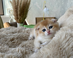 Кошки в Сочи: Шотландские вислоухие котята Разнополые, Бесплатно - фото 6