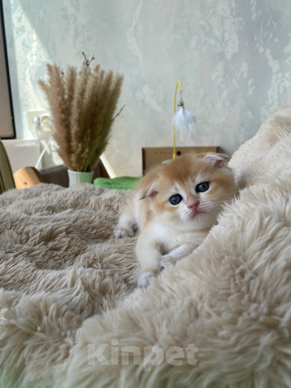 Кошки в Сочи: Шотландские вислоухие котята Разнополые, Бесплатно - фото 6
