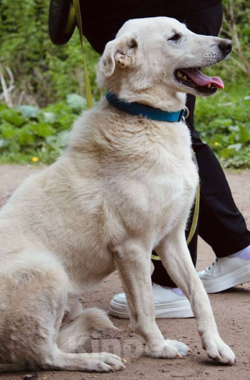 Собаки в Балашихе: Интеллигентный Айк ищет дом Мальчик, Бесплатно - фото 4