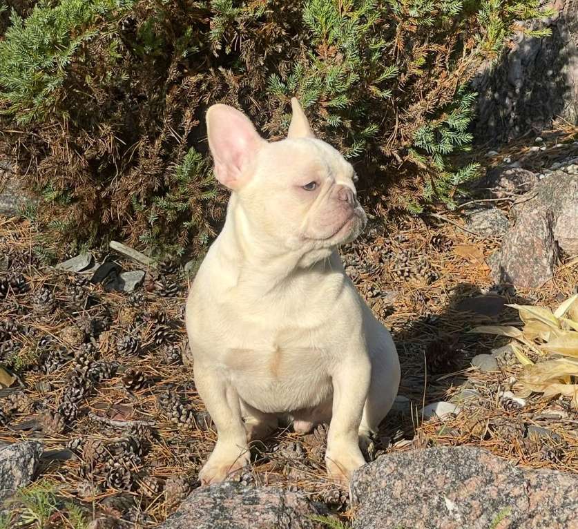 Собаки в Санкт-Петербурге: Мальчик окраса платина Мальчик, 25 000 руб. - фото 4