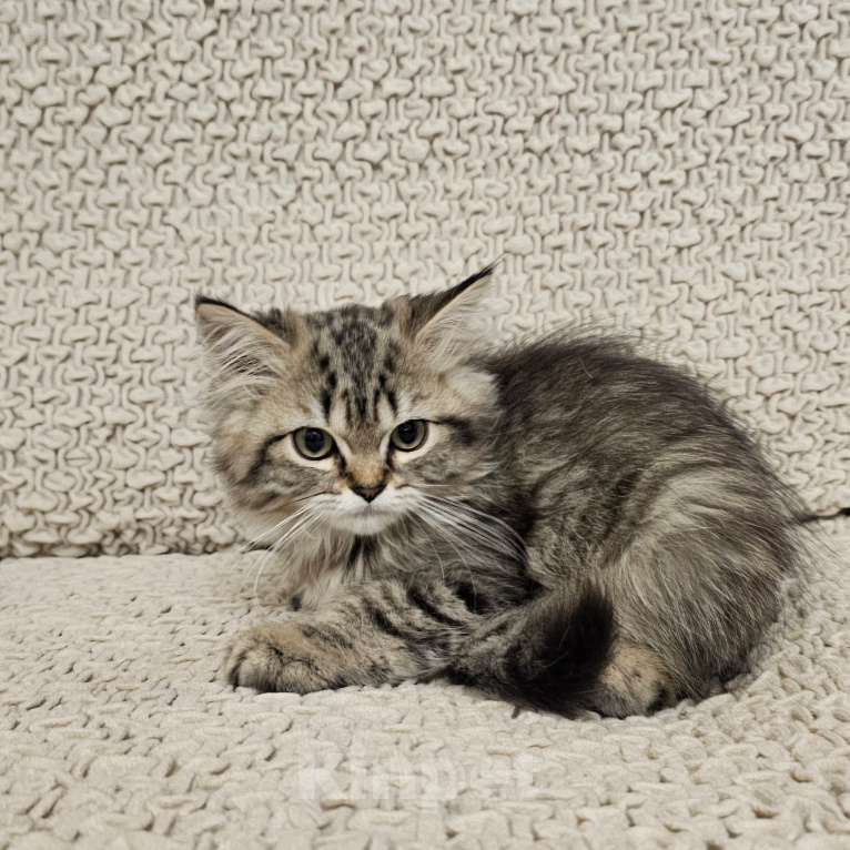 Кошки в Санкт-Петербурге: британские котята Мальчик, 15 000 руб. - фото 4