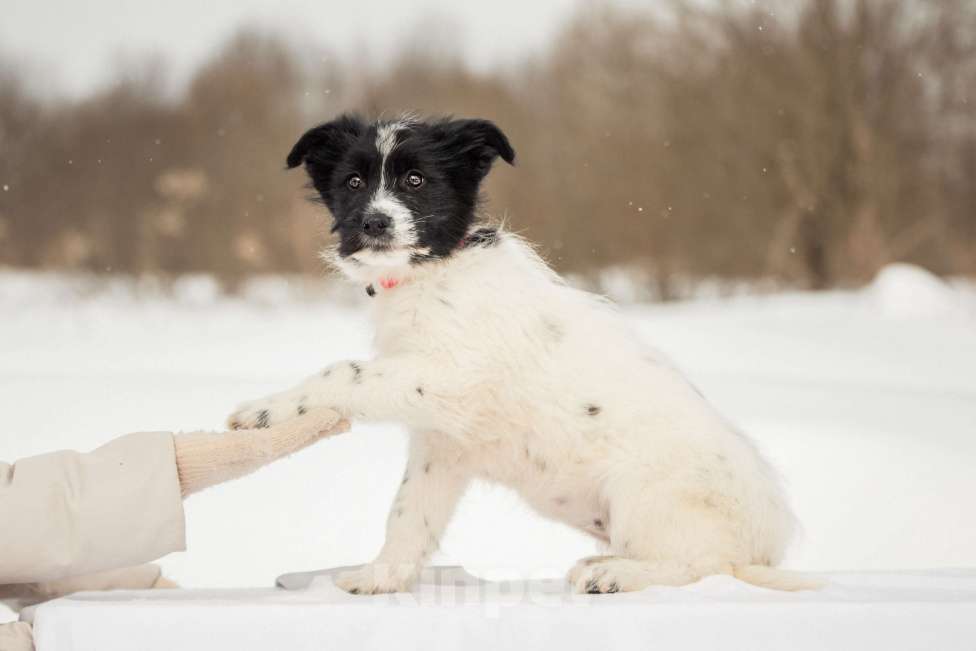 Собаки в других городах Московской области: Щенок в добрые руки Девочка, Бесплатно - фото 3