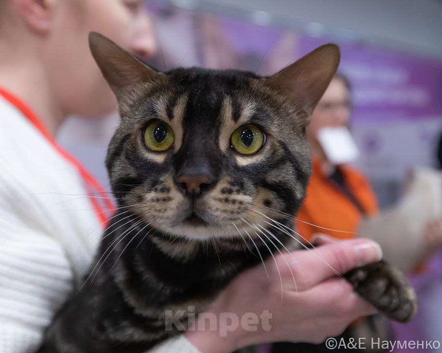 Кошки в Ярославле: Бенгальские малыши Мальчик, 40 000 руб. - фото 6