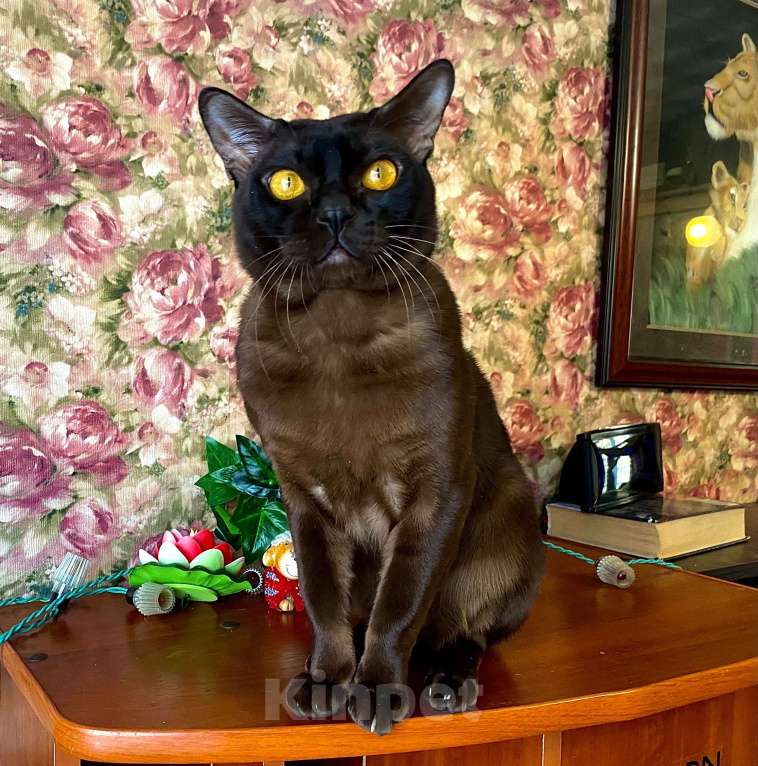 Кошки в Санкт-Петербурге: Бурманский кот вязка  Мальчик, Бесплатно - фото 2