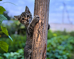 Кошки в Казани: Котёнок в добрые руки Девочка, Бесплатно - фото 3