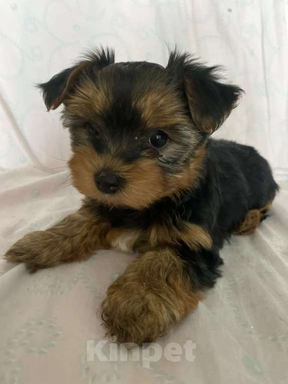 Собаки в Уфе: Щенок йоркширского терьера Разнополые, 25 000 руб. - фото 6