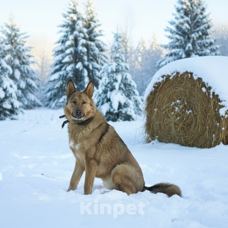 Собаки в Москве: Тимон ищет семью Мальчик, Бесплатно - фото 4