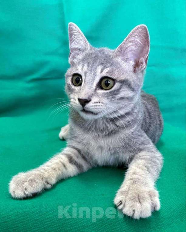 Кошки в Москве: Котята-неразлучники ищут дот Девочка, Бесплатно - фото 2