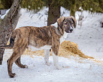 Собаки в Солнечногорске: Мальчик в добрые руки Мальчик, Бесплатно - фото 3