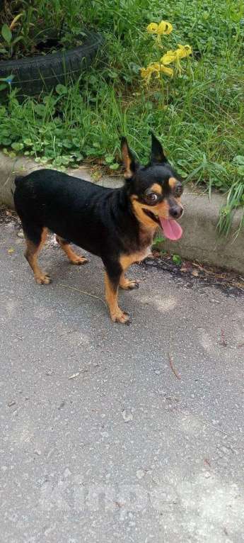 Собаки в Хабаровске: Потерялась собака в Южном микрорайоне Мальчик, Бесплатно - фото 2