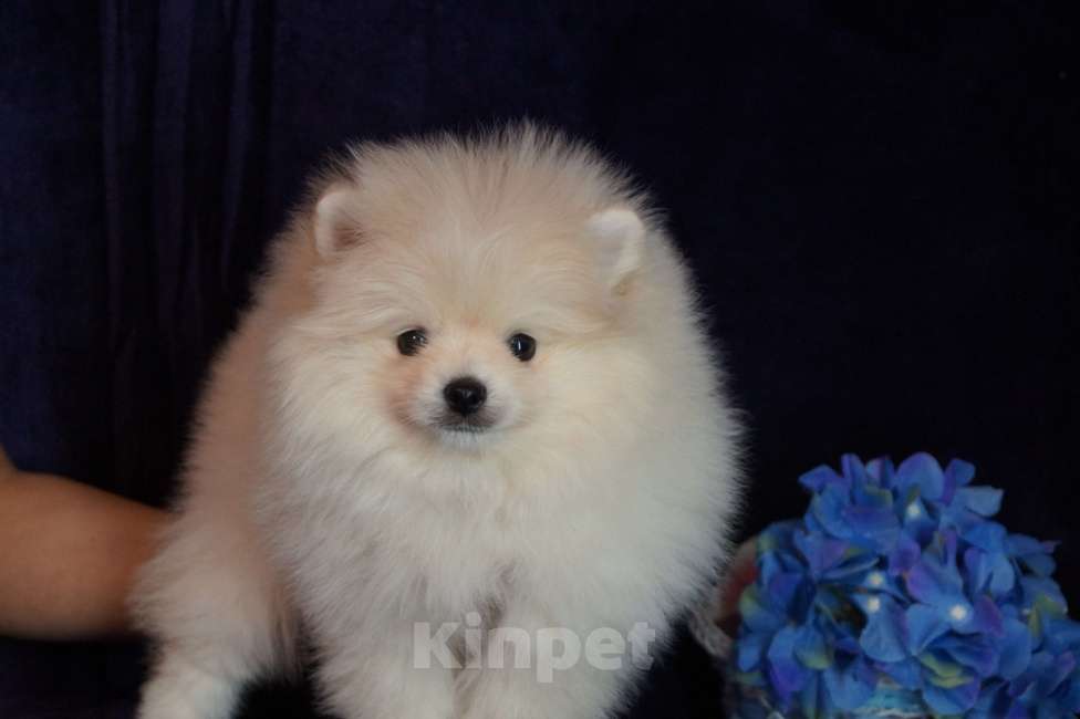 Собаки в Москве: Мини мальчик Мальчик, 35 000 руб. - фото 4