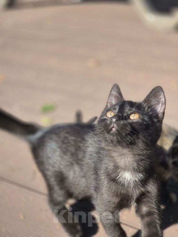 Кошки в других городах Московской области: Черный котёнок  Девочка, Бесплатно - фото 3