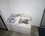 Кошки в Болхове: Невская маскарадная, 30 000 руб. - фото 3