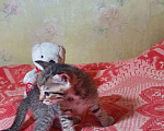 Кошки в Новосибирске: Котята в добрые руки Девочка, Бесплатно - фото 1