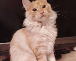 Кошки в Чехове: Котята Мальчик, 6 000 руб. - фото 8