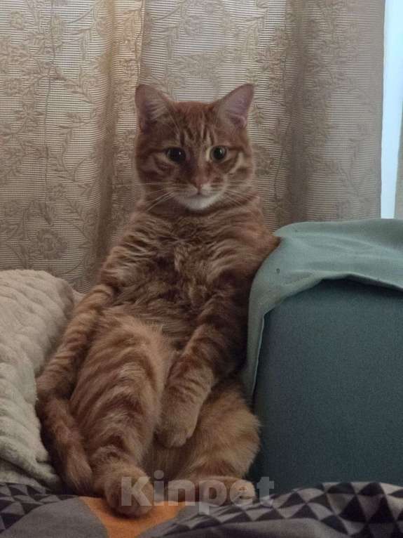 Кошки в Москве: Кот Симба в добрые руки Мальчик, Бесплатно - фото 2