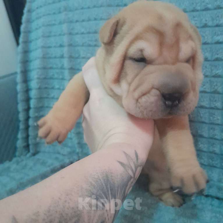 Собаки в Казани: Щенок Шарпея Девочка, 15 000 руб. - фото 4